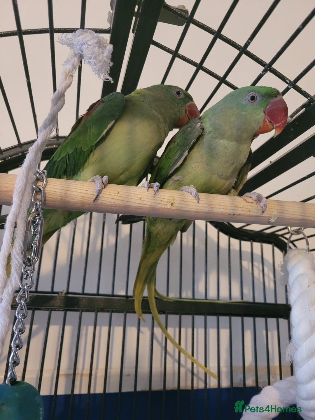 Ringnecks birds for sale: Alexander ringnecks - Image 6