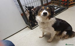 Border Collie dogs for sale: Farm bred Border Collie Pups for sale. - Advert 1