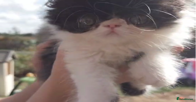 Persian cats - Advert 3