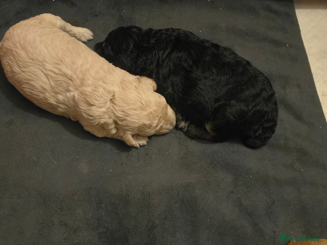 Cockapoo dogs for sale: Gorgeous cockerpoo puppies - Advert 20