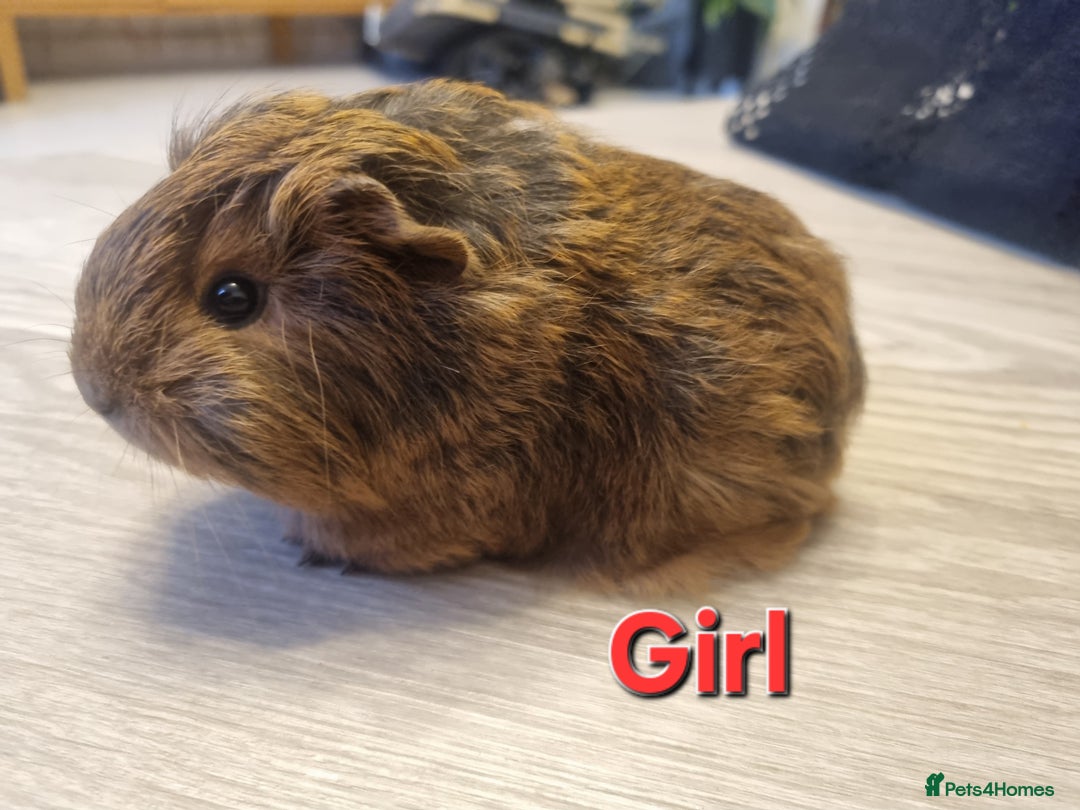 Guinea Pig rodents for sale: Guinea pigs for sale £25 each  - Advert 8