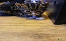British Shorthair cats for sale: Gorgeous mixed breed kittens - Image 5