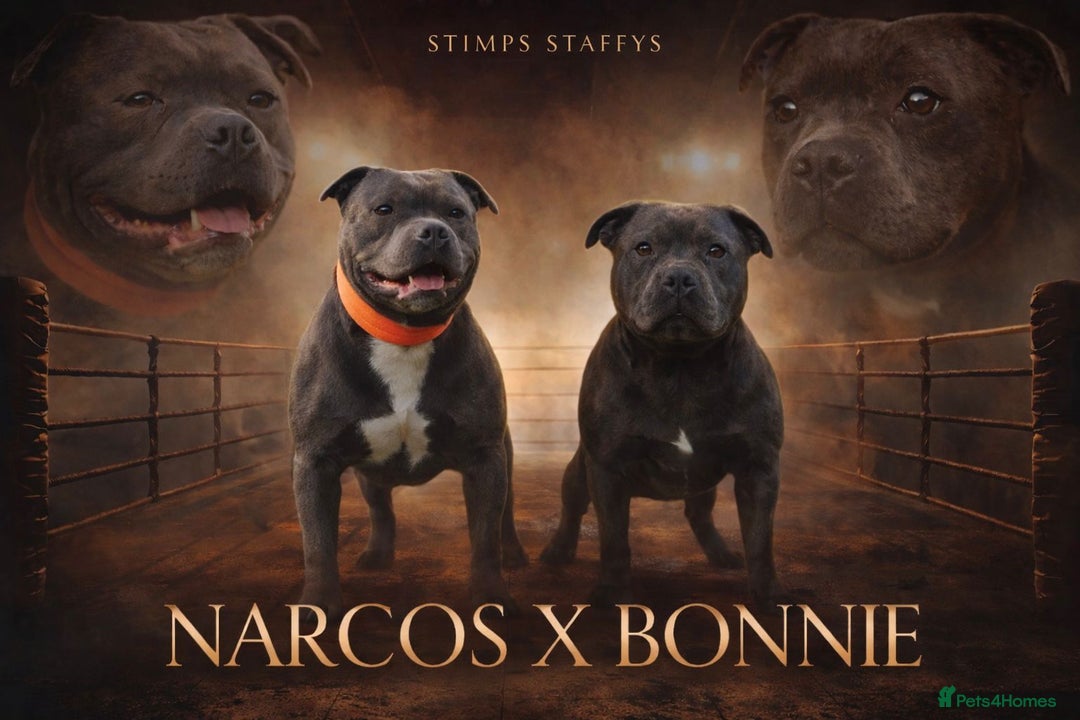 Staffordshire Bull Terrier dogs for sale: CHUNKY BLUE STAFFY PUPS - Advert 9