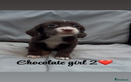 Cocker Spaniel dogs for sale: Cocker spaniel puppies for sale - Image 14