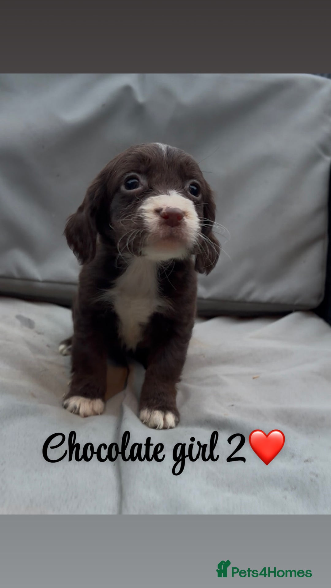 Cocker Spaniel dogs for sale: Cocker spaniel puppies for sale - Image 14