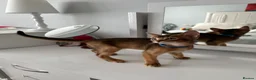 Abyssinian cats for sale: Abyssinian kittens 🌟😻🌟 - Advert 3