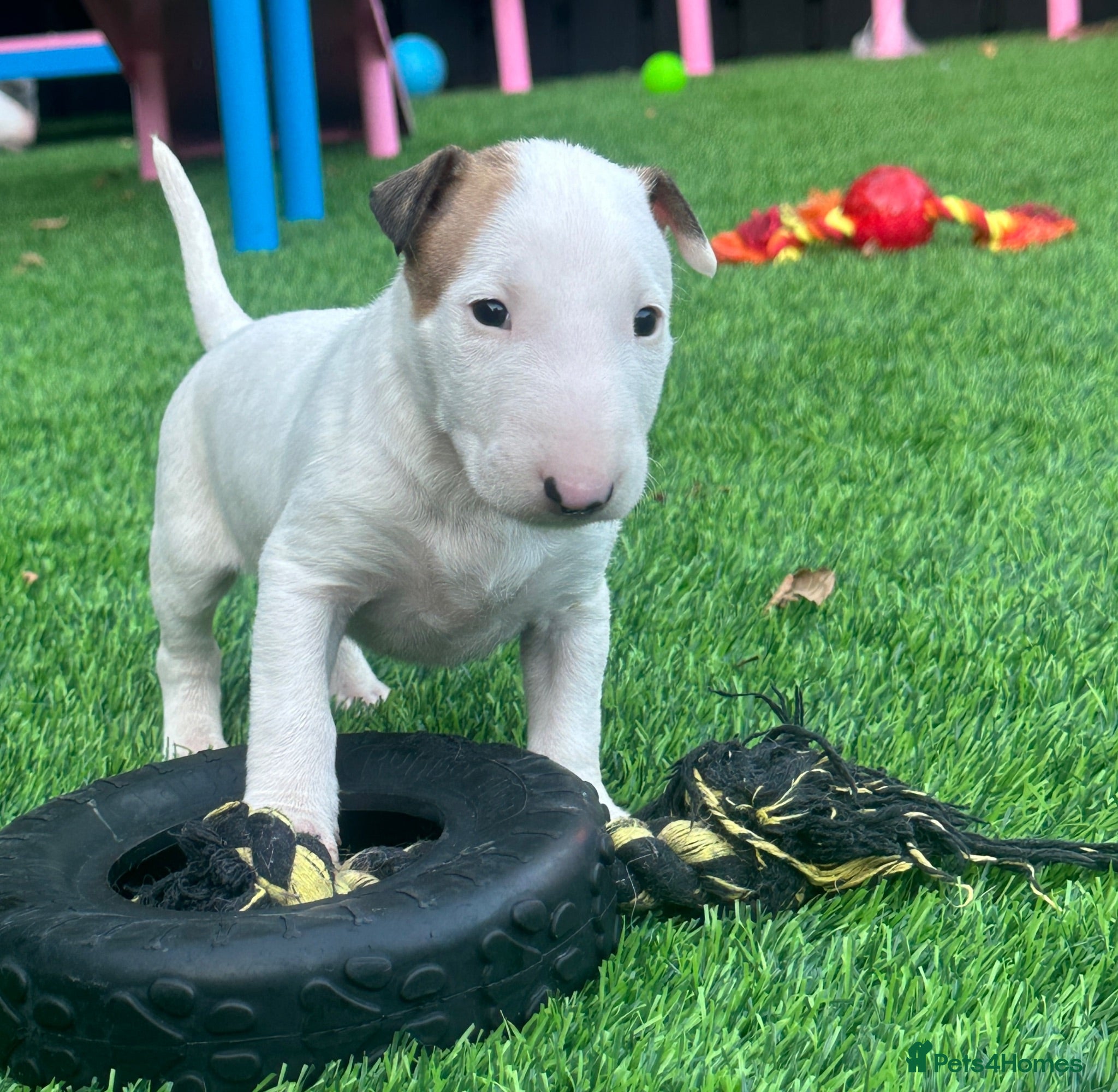 English Bull Terrier dogs Stunning English bull terrier puppies for sale  - Advert 1