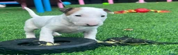 English Bull Terrier dogs for sale: Stunning English bull terrier puppies for sale  - Advert 1