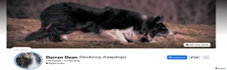 Border Collie dogs for sale: Specialist Bred Border Collie Pups Merle - Advert 4