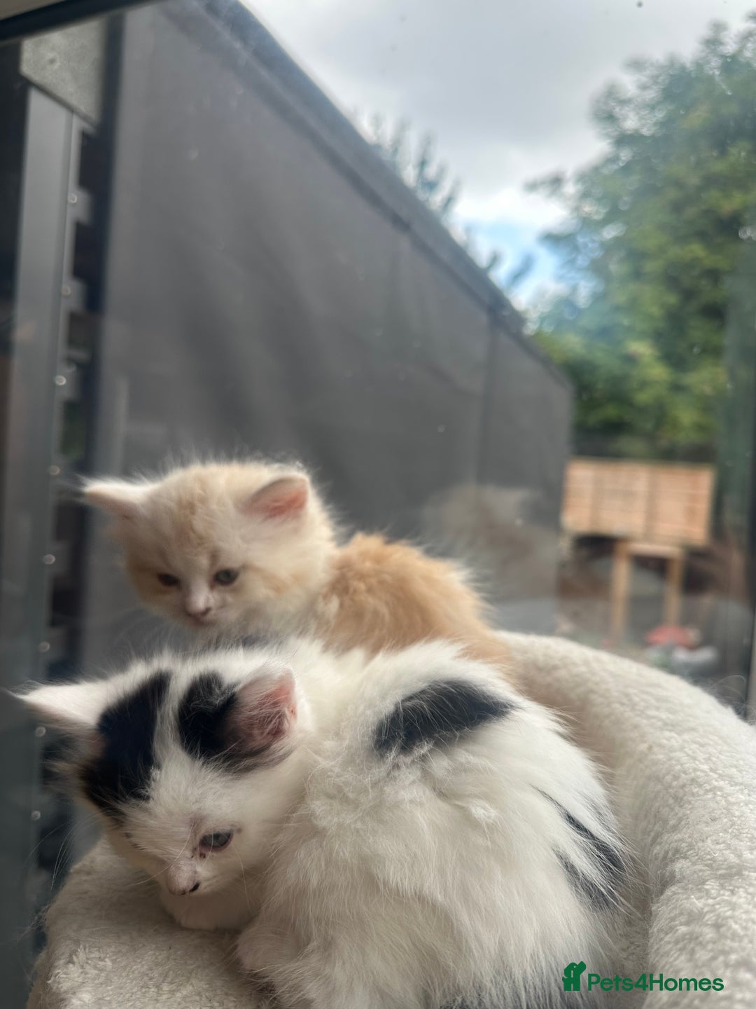 Mixed Breed cats for sale: Ragdoll & Siberian kittens - Image 5