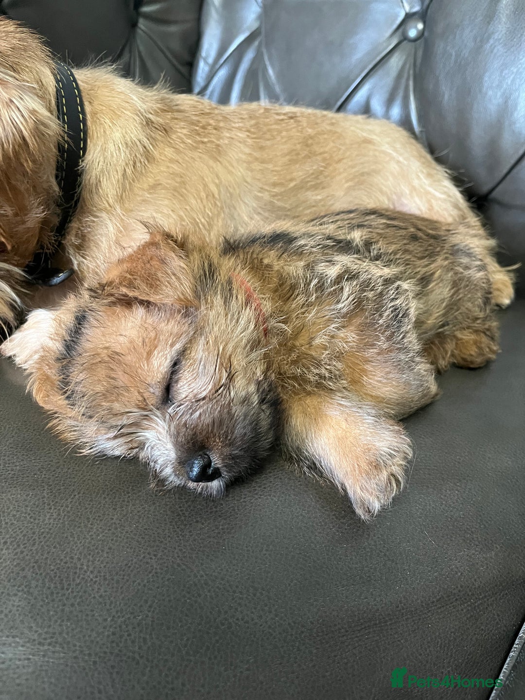 Norfolk Terrier dogs for sale: Norfolk Terrier Puppies - Image 6