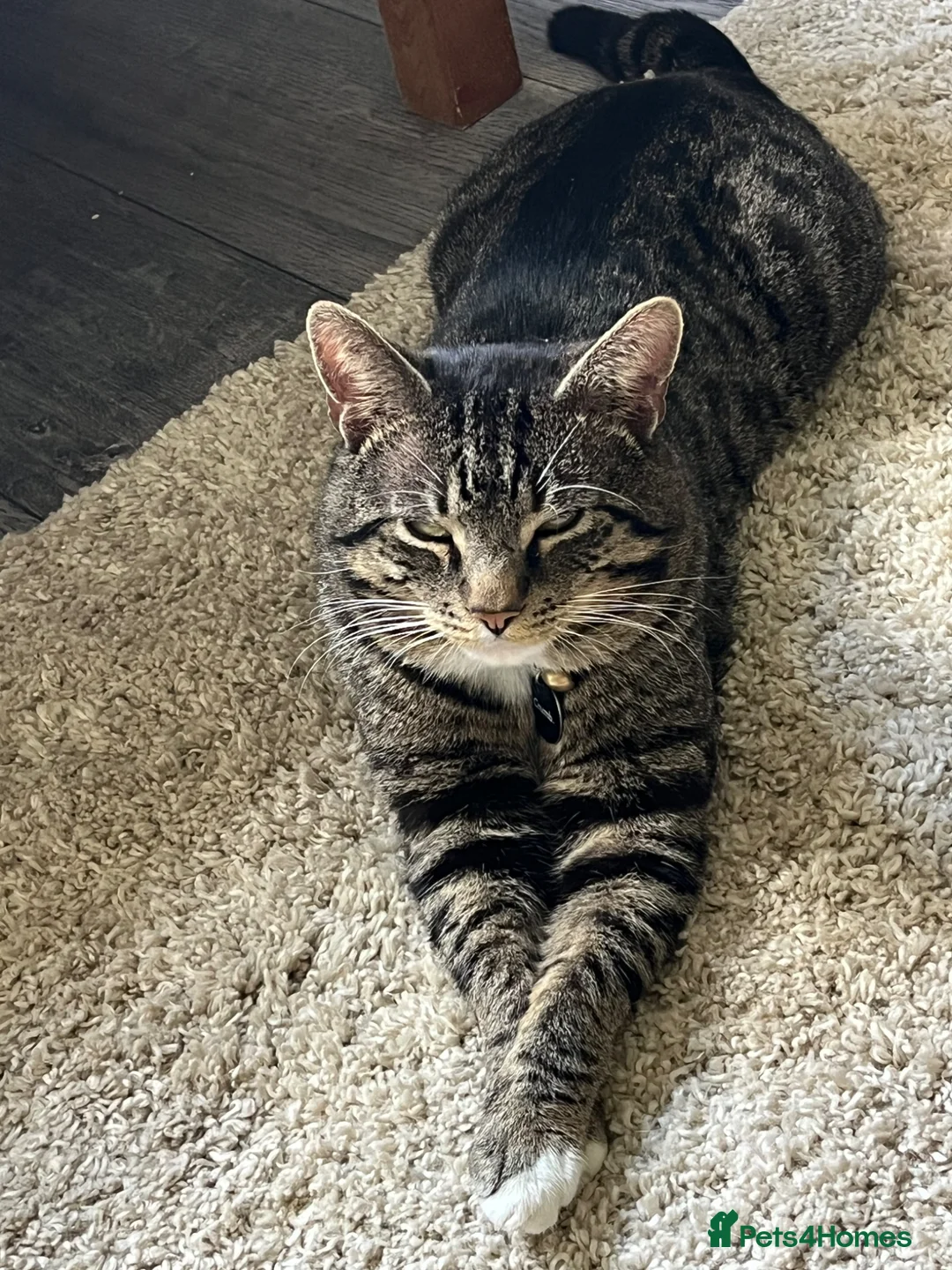 Mixed Breed cats for sale: Lady Lou Lou and Harrys kittens - Advert 2
