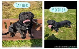 Cane Corso dogs for sale: 2 blue & 2 black cane corso girls! Can leave now🐾 - Image 18
