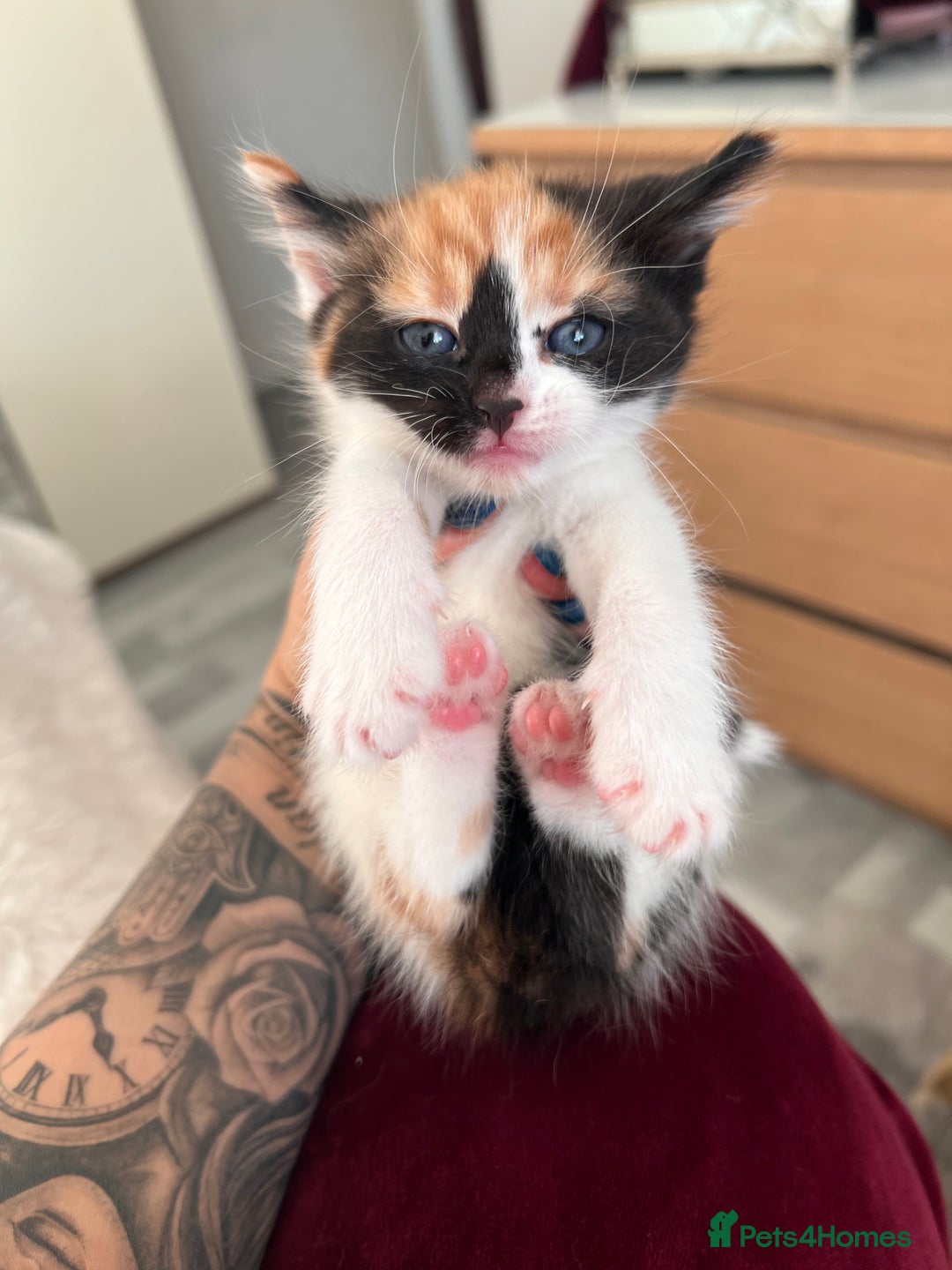 Mixed Breed cats for sale: Little bundles of purrfection  - Advert 7