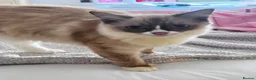 Ragdoll cats for sale: 4 Beautiful and Playful Ragdolls - Advert 15