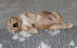 Cocker Spaniel dogs for sale: KC registered Cocker Spaniel puppies - Image 4