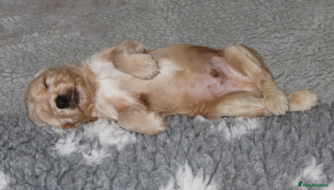 Cocker Spaniel dogs for sale: KC registered Cocker Spaniel puppies - Image 4