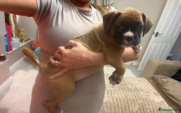 Boxer dogs for sale: Reduced Ready Now Kc Boxer Puppies - Image 31