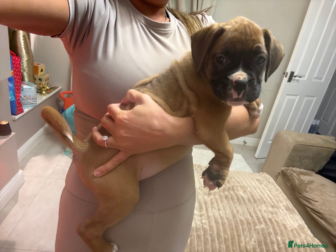 Boxer dogs for sale: Reduced Ready Now Kc Boxer Puppies - Image 31