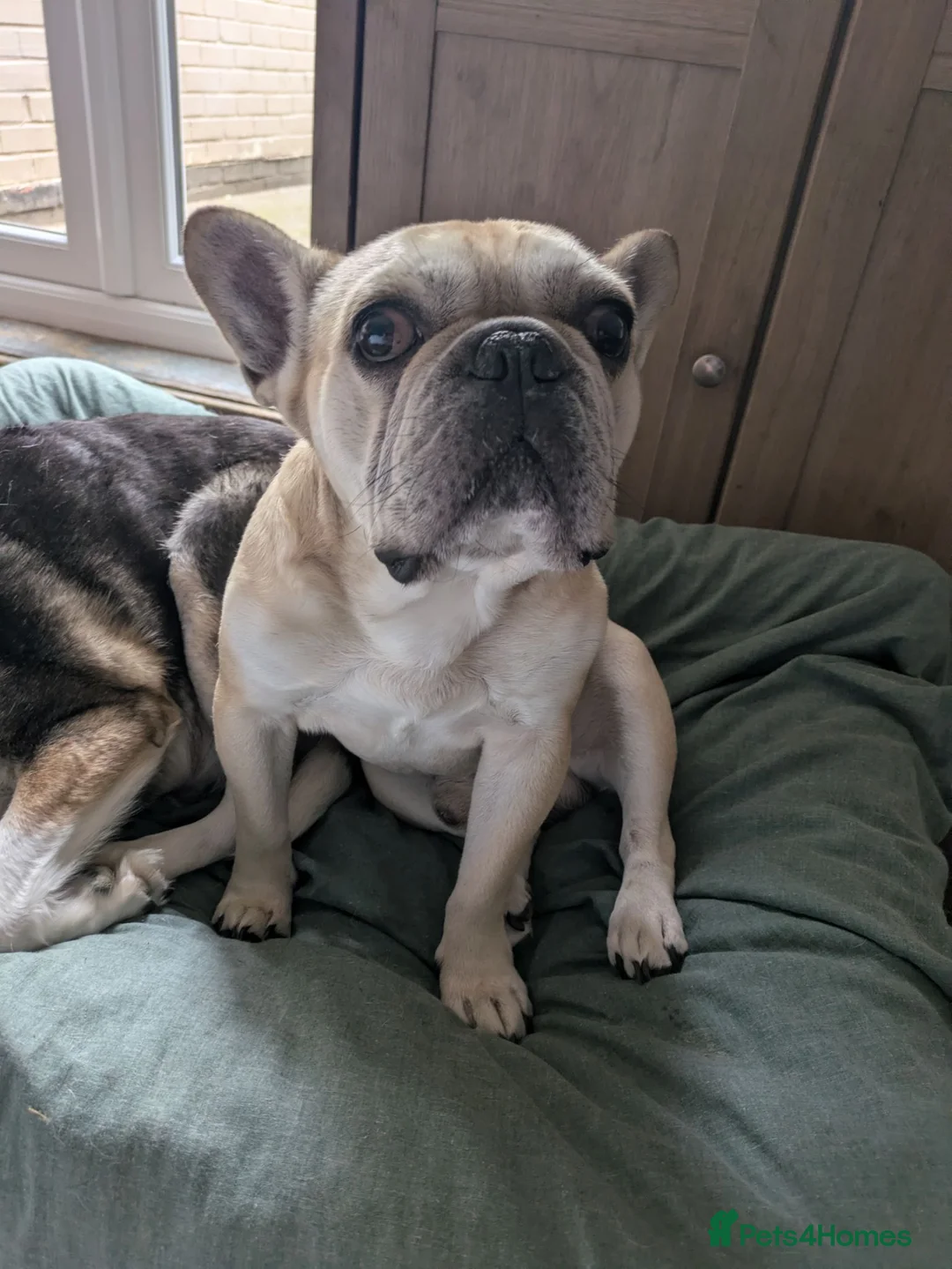 French Bulldog dogs for sale: Male French Bulldog - Advert 2