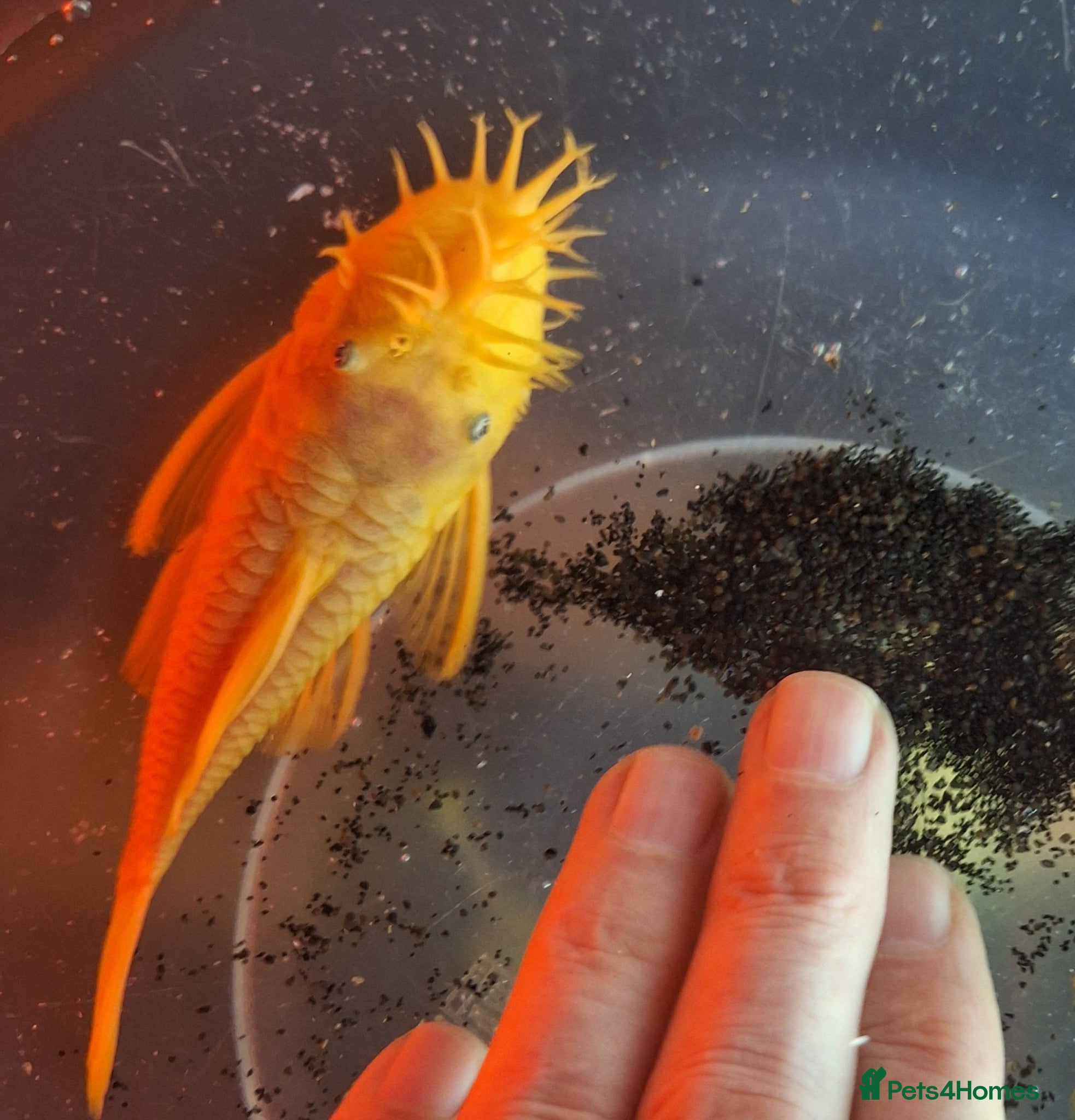 Plecos fish for sale: L144 Blue eyed Lemon Bristlenose Pleco  - Advert 2