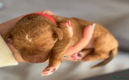 Labradoodle dogs for sale: F1 Toy / Miniature Labradoodles  - Advert 18