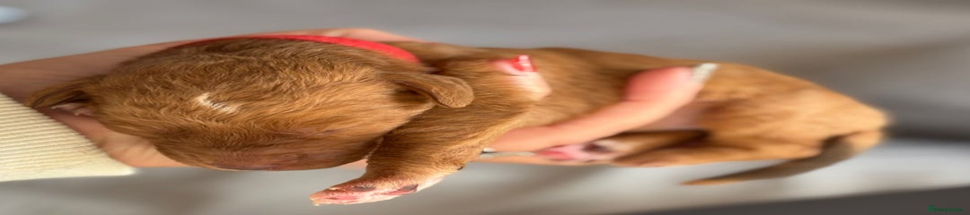 Labradoodle Red Collar 