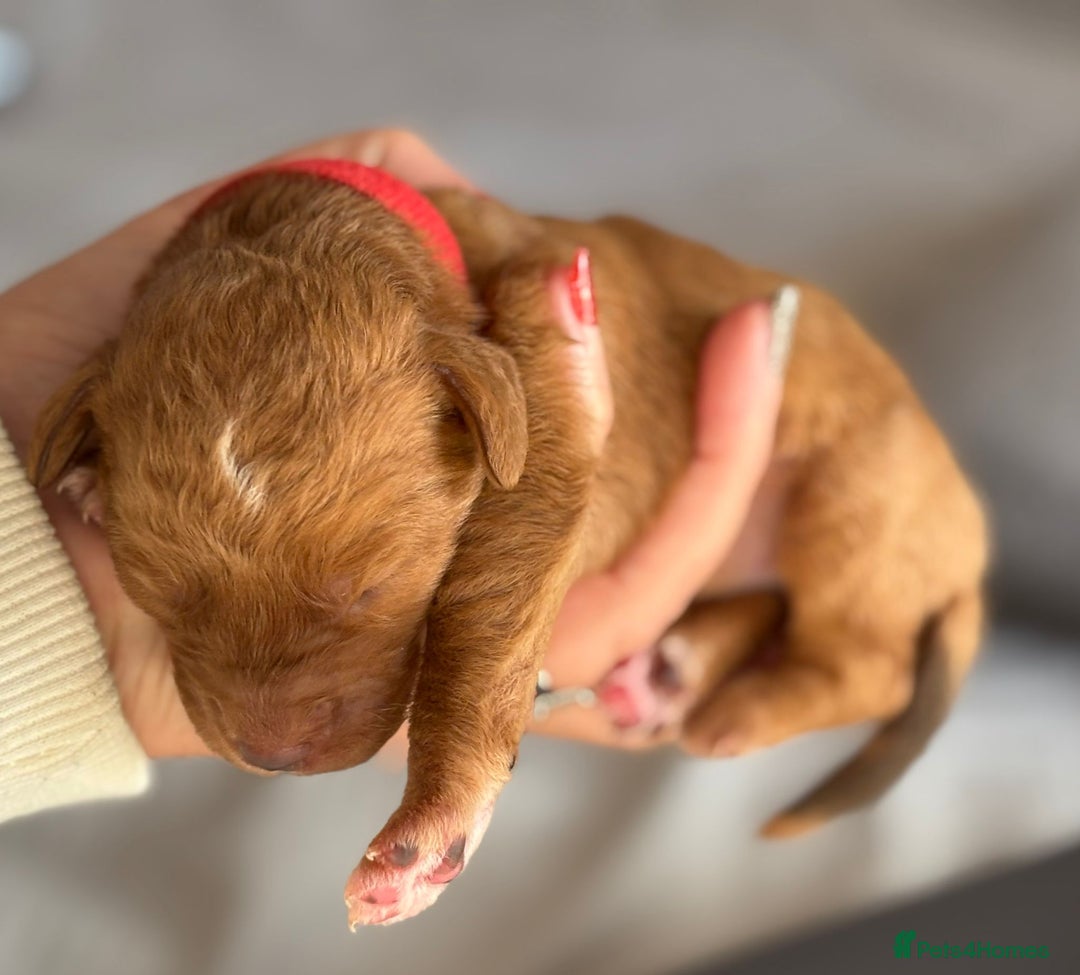 Labradoodle dogs for sale: F1 Toy / Miniature Labradoodles  - Advert 18