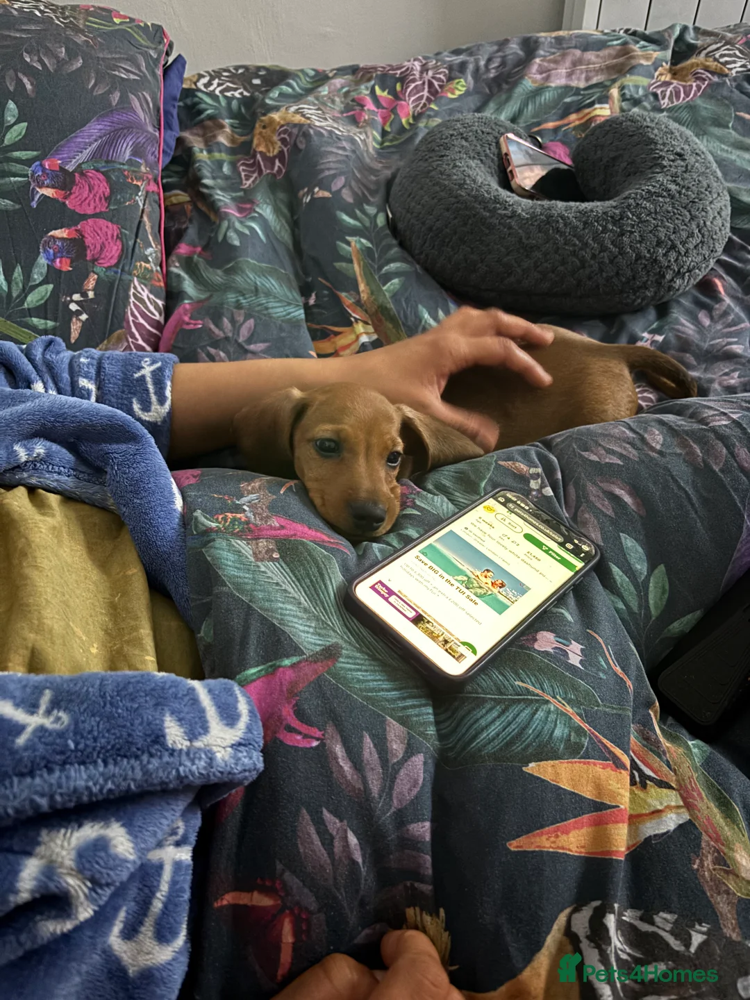 Dachshund dogs for sale: Dachshund puppy in London - Advert 2