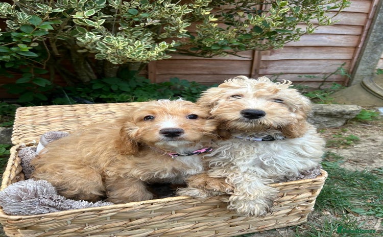 Cockapoo dogs - Advert 16
