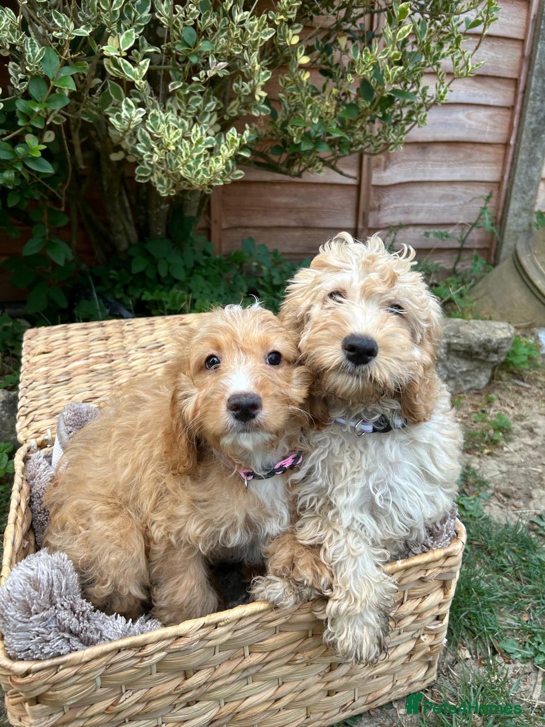 Cockapoo dogs for sale: Cockapoo Puppies 🩷🩷 - Image 1