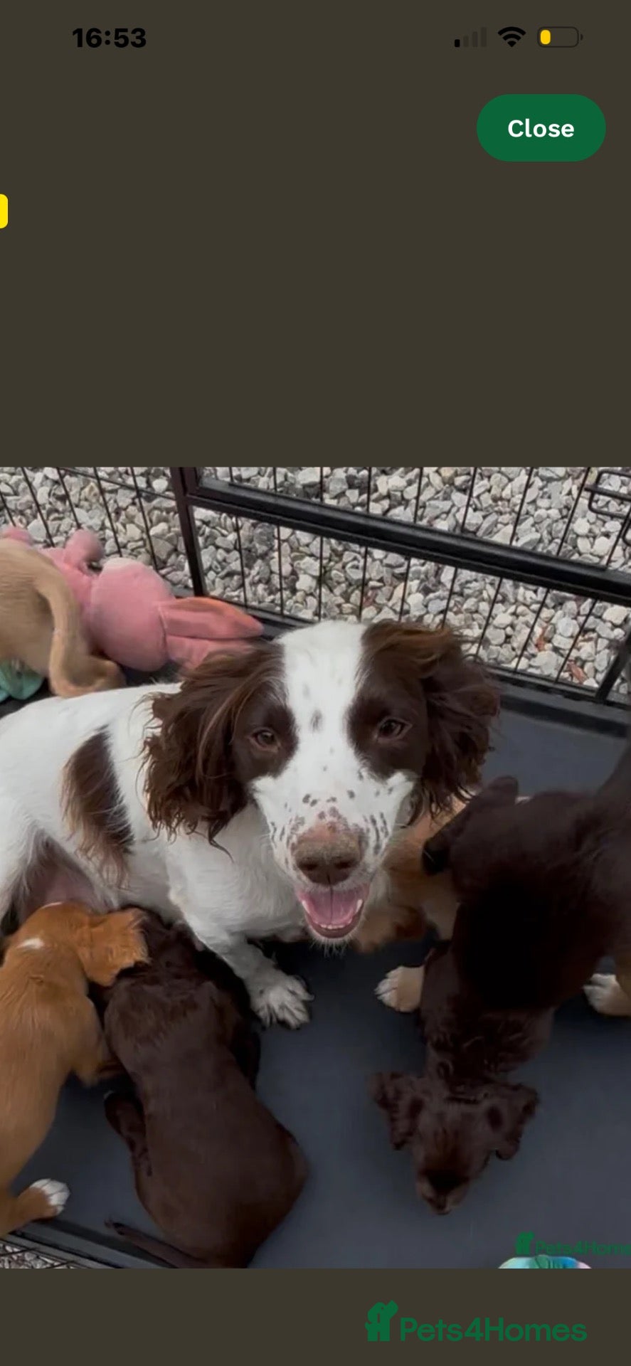 Cocker Spaniel dogs Cocker Spaniel Puppy’s - Advert 2