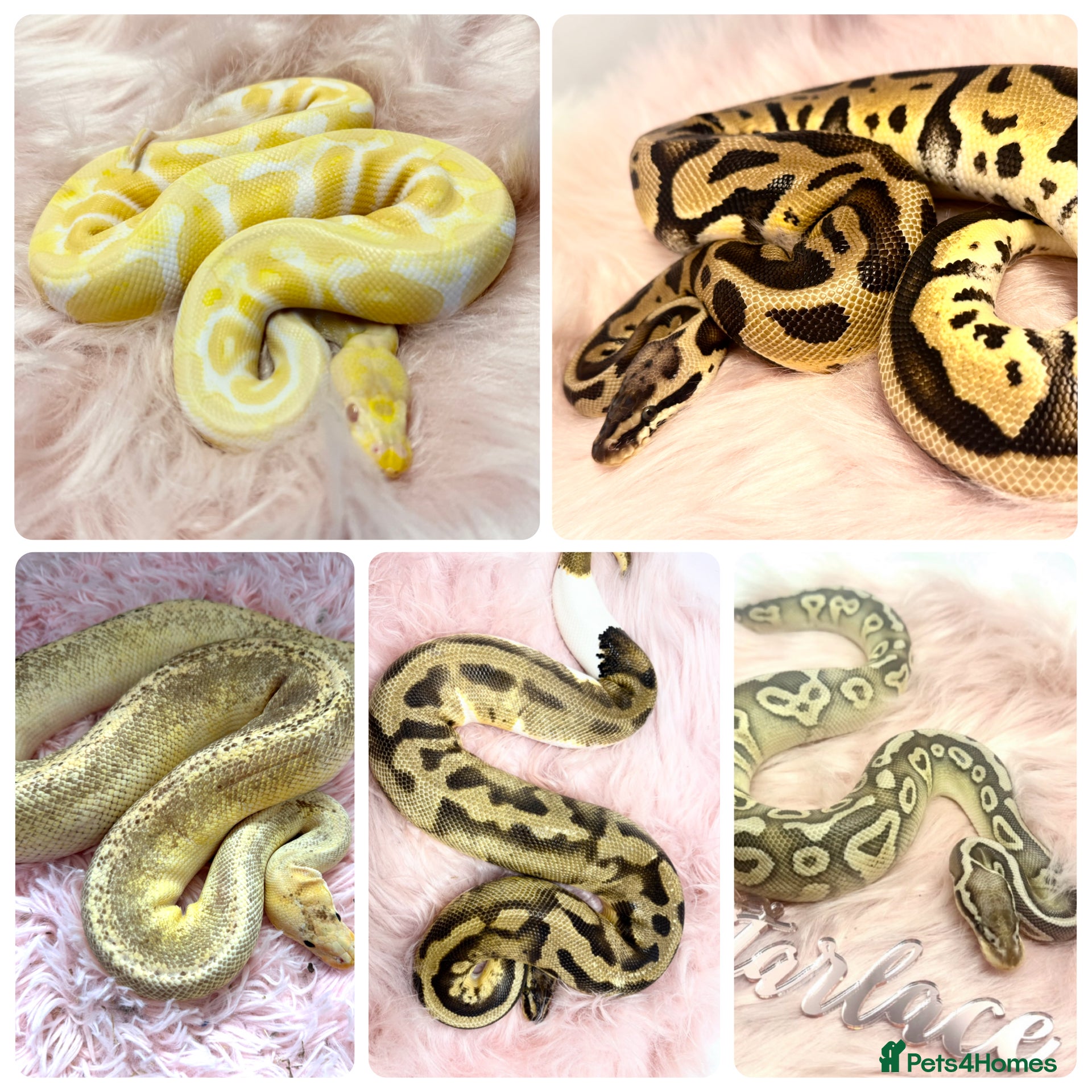 Python Snake reptiles 5 friendly healthy Ball Royal Python for sale - Advert 6