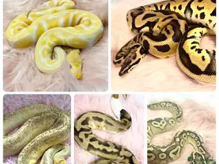 Python Snake reptiles 5 friendly healthy Ball Royal Python for sale - Advert 6