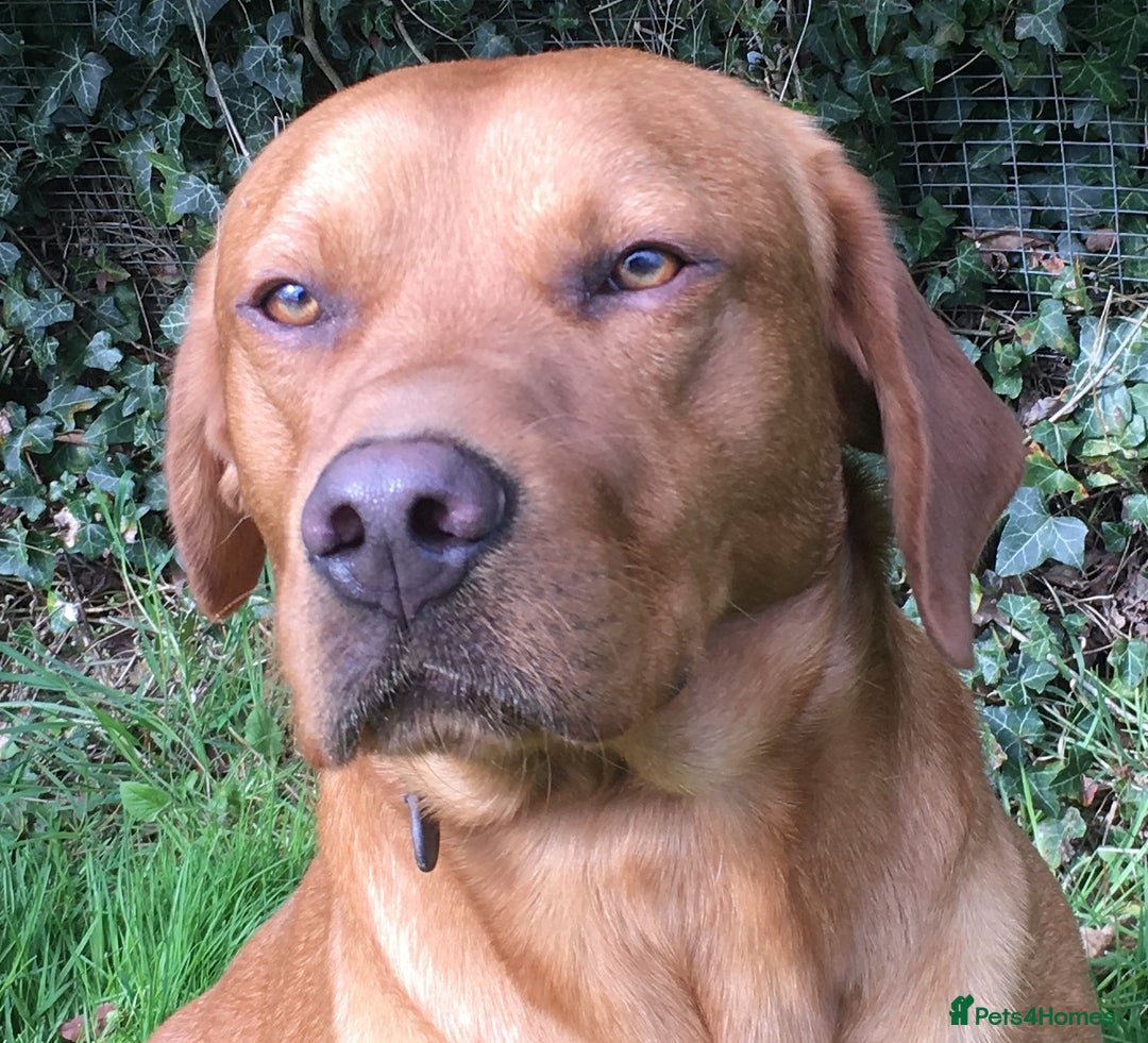 Labrador Retriever dogs for stud: Fox Red Labrador for Stud in Ashford - Image 8