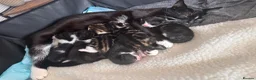 Mixed Breed cats for sale: Kittens  in Grantham - Advert 7