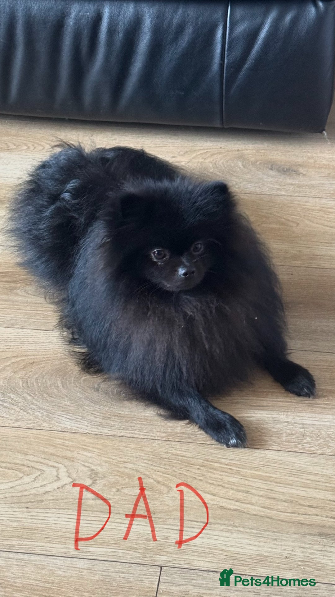 Pomeranian dogs for sale: Four adorable fluffy Pomeranian puppie - Image 18