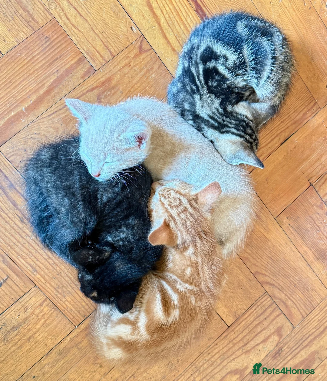 Mixed Breed cats for sale: ❤︎︎ Half-Bengal Kittens Looking for Loving Homes - Advert 2