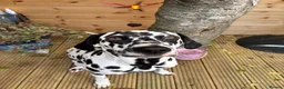 Dalmatian dogs for sale: KC Registered Dalmatian Pups Due 18th March - Advert 9