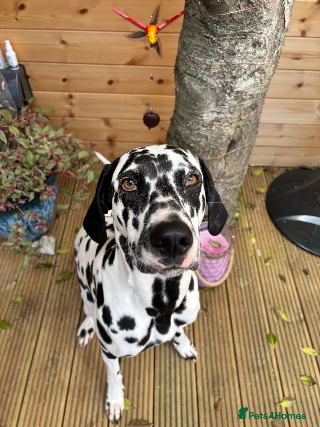 Dalmatian dogs for sale: KC Registered Dalmatian Pups Due 18th March - Advert 9