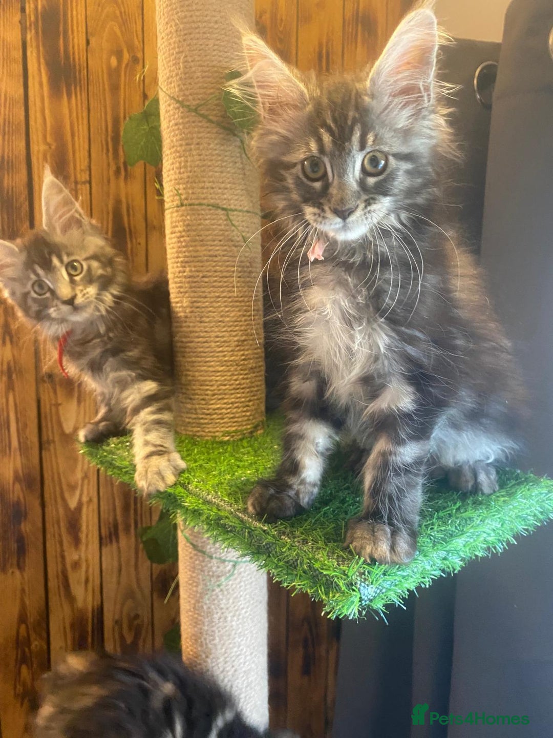 Maine Coon cats for sale: Gccf maine coon babies - Advert 20