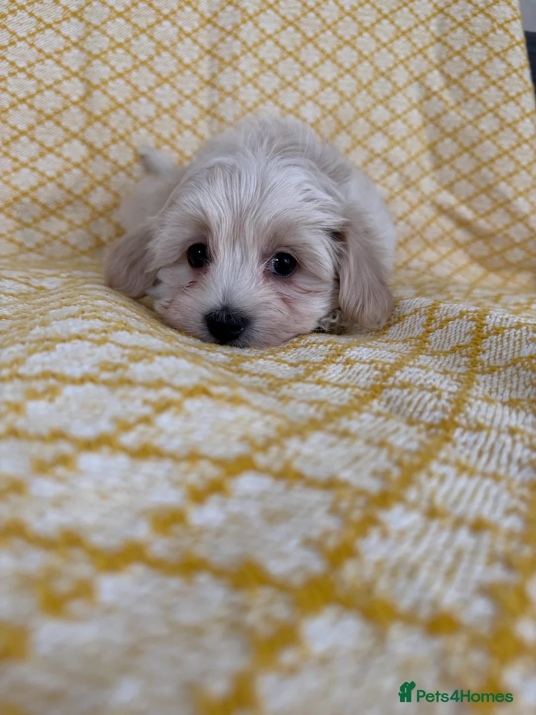 Maltipoo dogs for sale: Beautiful happy health tested Maltipoo fur babies  - Advert 29