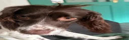 English Springer Spaniel dogs for sale: Springer spaniel in Grimsby - Advert 5