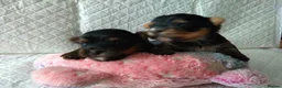 Yorkshire Terrier dogs for sale: 2 Sweter Yorkshire Terrier puppy in Swindon - Advert 5