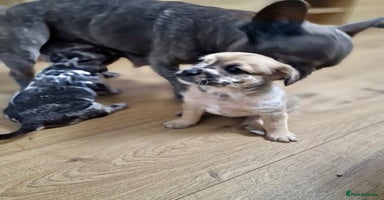 Mixed Breed dogs Frenchi /Mini Poodle Puppies First Gen ❤️  - Advert 14