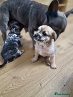 Mixed Breed dogs Frenchi /Mini Poodle Puppies First Gen ❤️ - Advert 11