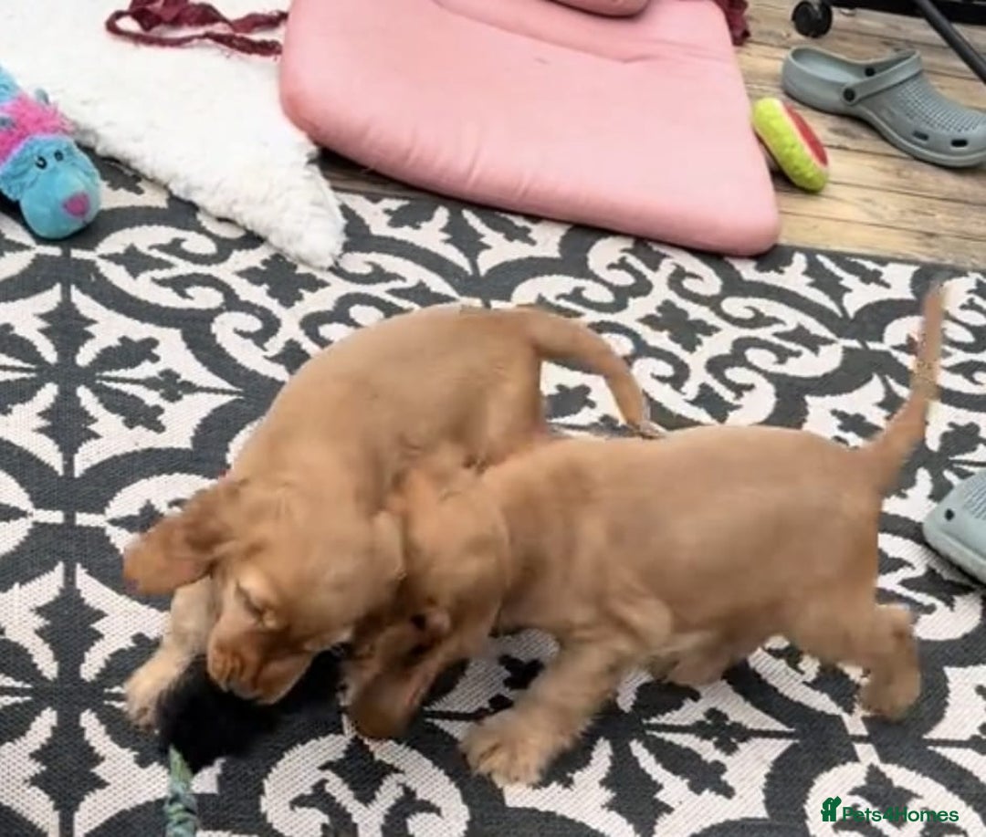 Cocker Spaniel dogs for sale: Cocker spaniel puppy’s  - Advert 3