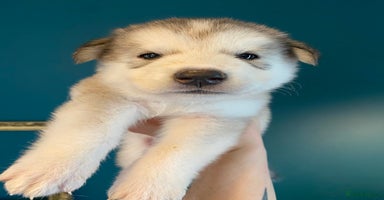 Mixed Breed dogs - Advert 1