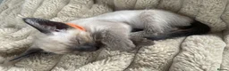 Siamese cats for sale: Last girl lilac point left  - Advert 18
