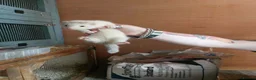 Ferret rodents for sale: Ferret Kits for sale - Advert 2